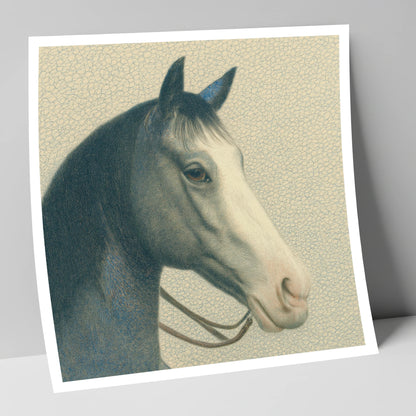 Noble Grey Portrait horse portrait art print